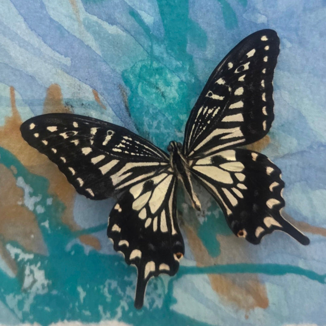 Butterfly with black and white wings on a textured blue and gold background